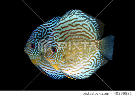 Cuddling fish 40599885