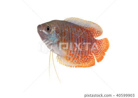 矮人古拉米 矮人古拉米 40599903