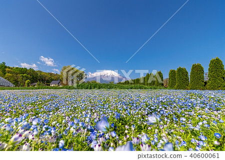 富士山（五月花城公園清除Nemophila） 40600061