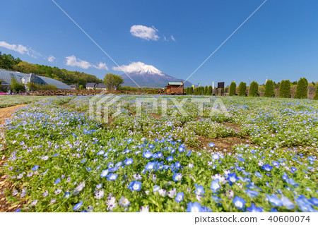 Mt. Fuji (May Flower City Park Clear Nemophila) 40600074
