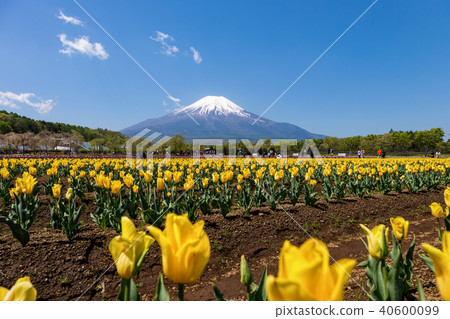 富士山(五月花城公園清除Nemophila) 富士山(五月花城公園清除Nemophila) 40600099