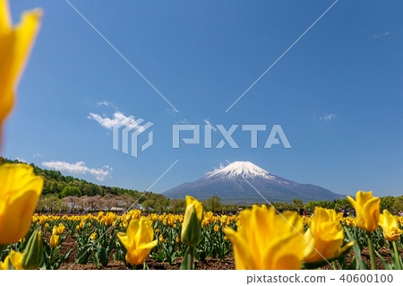 富士山（五月花城公園清除Nemophila） 40600100