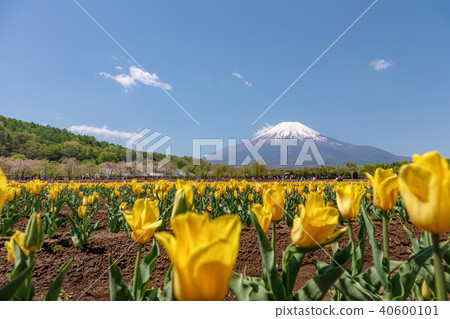 富士山（五月花城公園清除Nemophila） 40600101