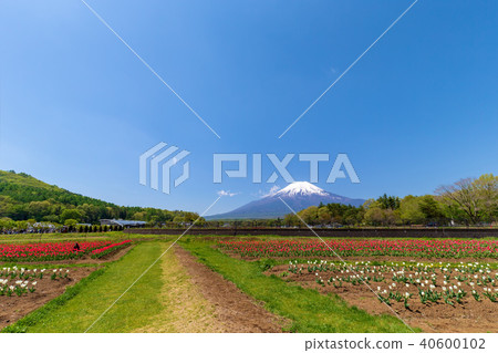 富士山（五月花城公園清除Nemophila） 40600102