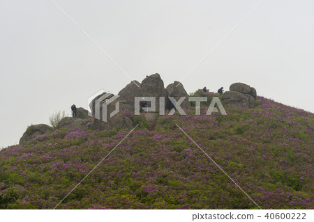 Azalea, Chosunsan, Boseong-gun, Jeonnam Azalea, Chosunsan, Boseong-gun, Jeonnam 40600222