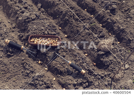 Planting onion sets in furrows Planting onion sets in furrows 40600504