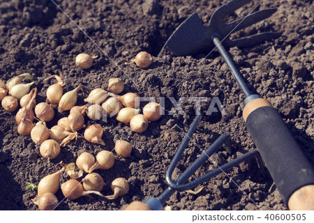 Planting onion sets with hand gardening tools Planting onion sets with hand gardening tools 40600505