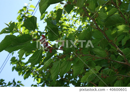 Mulberry fruit Mulberry fruit 40600601