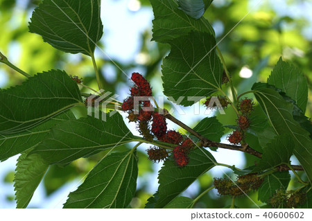 Mulberry fruit Mulberry fruit 40600602