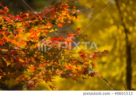 Autumn leaves Autumn leaves 40601513
