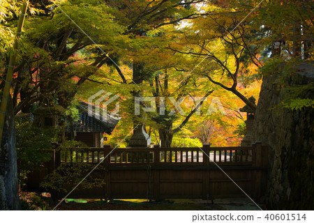 Autumn leaves Autumn leaves 40601514
