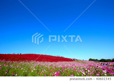 Kokia Hitachi Beach Park Ibaraki Prefecture 40601545