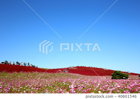 Kochia 4完全日立海灘公園茨城縣的變化 Kochia 4完全日立海灘公園茨城縣的變化 40601546