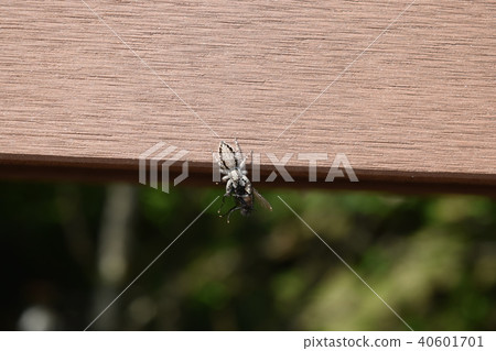 Beetle fly prey 40601701