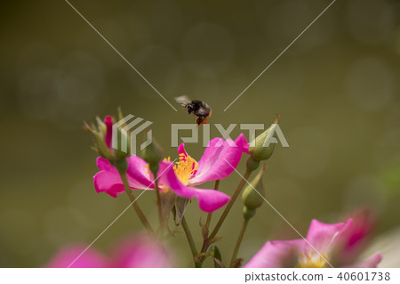 Roses Roses 40601738