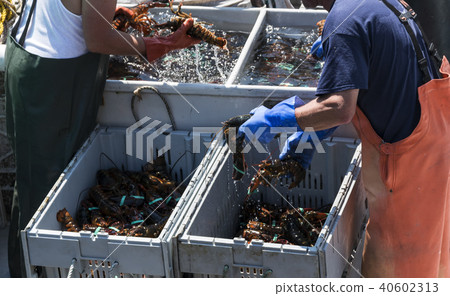 Two fishermen sorting fresh lobster on their boat 40602313