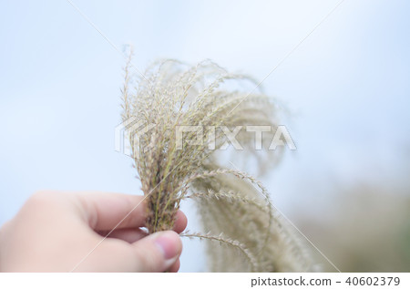 Awns, sardines, tubegrass, tubers, 虱子, Obana Awns, sardines, tubegrass, tubers, 虱子, Obana 40602379