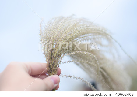 涼棚,沙丁魚,晚草,塊莖,蝨子,Obana 涼棚,沙丁魚,晚草,塊莖,蝨子,Obana 40602402