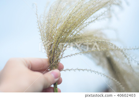 涼棚,沙丁魚,晚草,塊莖,蝨子,Obana 涼棚,沙丁魚,晚草,塊莖,蝨子,Obana 40602403
