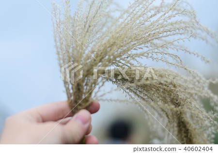 涼棚,沙丁魚,晚草,塊莖,蝨子,Obana 涼棚,沙丁魚,晚草,塊莖,蝨子,Obana 40602404