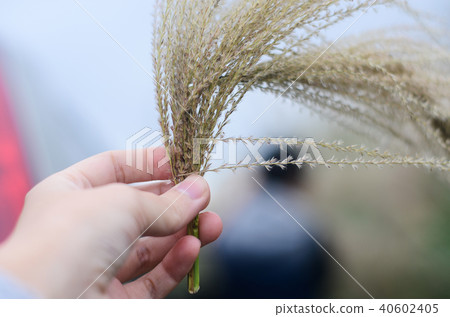涼棚,沙丁魚,晚草,塊莖,蝨子,Obana 涼棚,沙丁魚,晚草,塊莖,蝨子,Obana 40602405