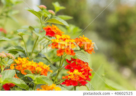 Beautiful Colorful Hedge Flower (Weeping Lantana) Beautiful Colorful Hedge Flower (Weeping Lantana) 40602525