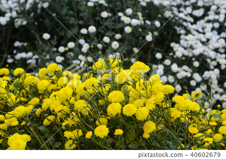 White chrysanthemum flower, Kiku chrysanthemum, Ogiku, Kogiku, Kiku chrysanthemum, chrysanthemum, stake chrysanthemum White chrysanthemum flower, Kiku chrysanthemum, Ogiku, Kogiku, Kiku chrysanthemum, chrysanthemum, stake chrysanthemum 40602679