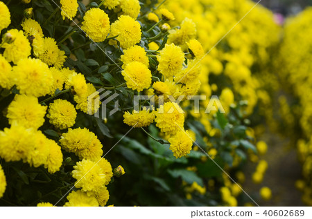白菊花,菊菊,小菊,小菊,菊菊,菊花,竹節菊 白菊花,菊菊,小菊,小菊,菊菊,菊花,竹節菊 40602689