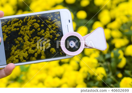 White chrysanthemum flower, Kiku chrysanthemum, Ogiku, Kogiku, Kiku chrysanthemum, chrysanthemum, stake chrysanthemum 40602699