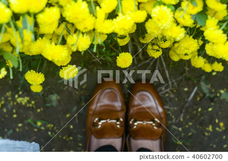 White chrysanthemum flower, Kiku chrysanthemum, Ogiku, Kogiku, Kiku chrysanthemum, chrysanthemum, stake chrysanthemum 40602700