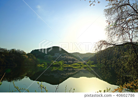 Spring morning 40602786