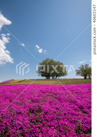 Shibakura Honjo Waseda Station 40603147