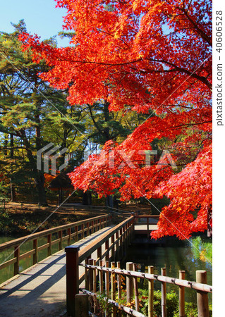 秋天的Sukagawa牡丹園(福島縣,須賀川市) 秋天的Sukagawa牡丹園(福島縣,須賀川市) 40606528