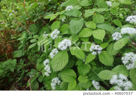 小繡球花 40607037