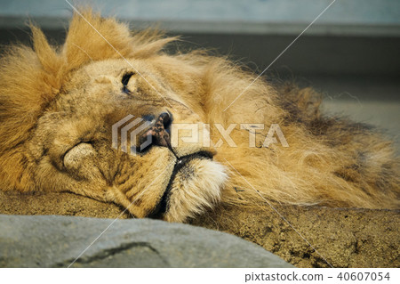 lion lion 40607054