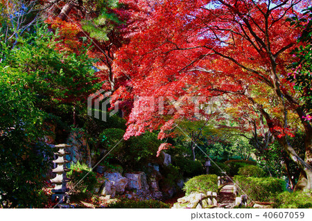 秋天蛇鼻子戲劇天堂(福島縣,本宮市) 秋天蛇鼻子戲劇天堂(福島縣,本宮市) 40607059