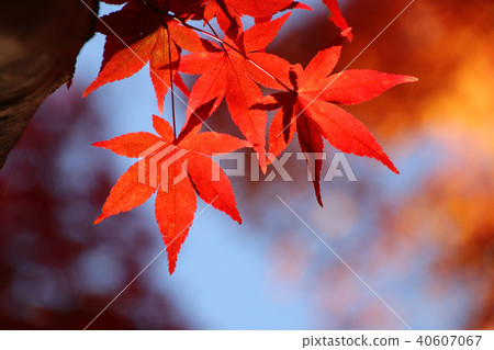 Autumn snake nose play paradise (Fukushima Prefecture, Motomiya city) 40607067