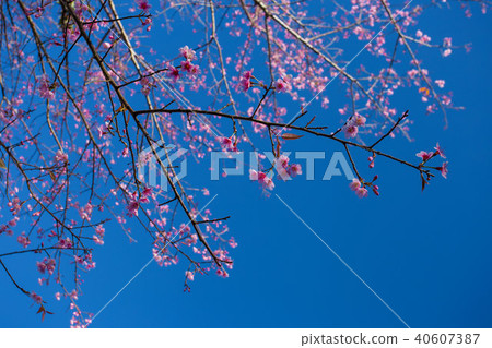 Beautiful sakura 40607387