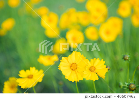 黃花 黃花 40607462