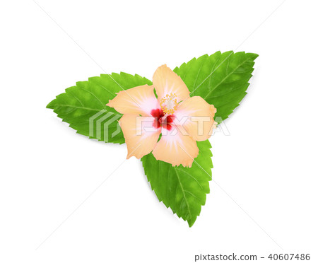 yellow hibiscus or chaba flower with green leaves yellow hibiscus or chaba flower with green leaves 40607486