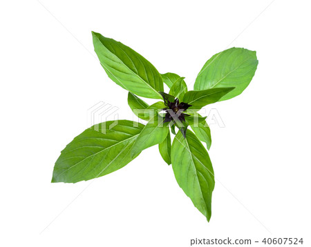 sweet basil isolated on white background sweet basil isolated on white background 40607524