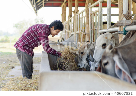 Thai man holding rice straw and feeding to cow 40607821