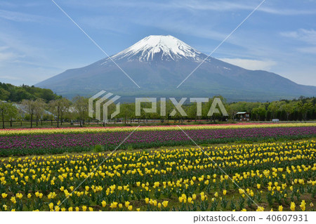 鬱金香領域 鬱金香領域 40607931