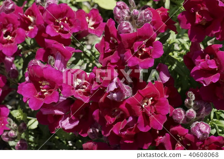 Snapdragon暗紅色02 Snapdragon暗紅色02 40608068