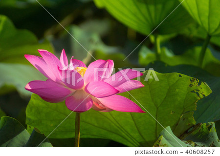 荷花vs蓮花 40608257