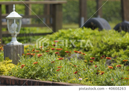 天體菊花 40608263