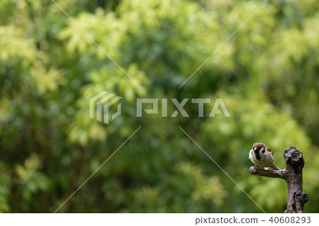 Drizzle and sparrow Drizzle and sparrow 40608293
