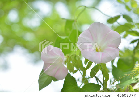 旋花太陽 40608377