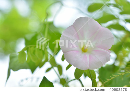 Convolvulus sun 40608378