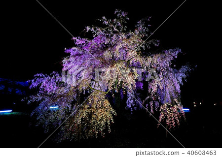 Cherry blossoms at Himeji castle at night 40608463